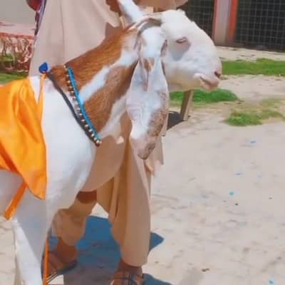 2 Bacchon ka sath Desi Bakri For Sale/ +03225280183