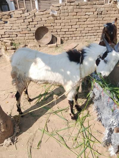 Bakra