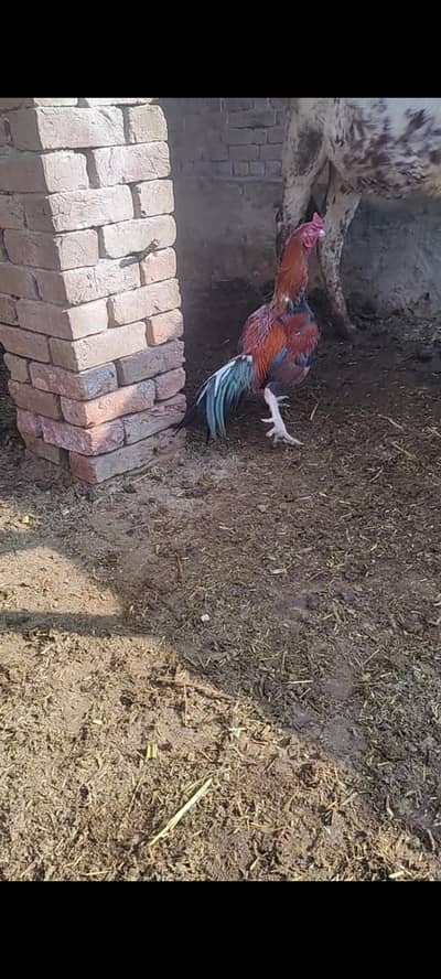 Thai cross chicks for sale