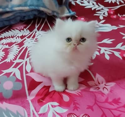 PERSIAN MALE KITTEN