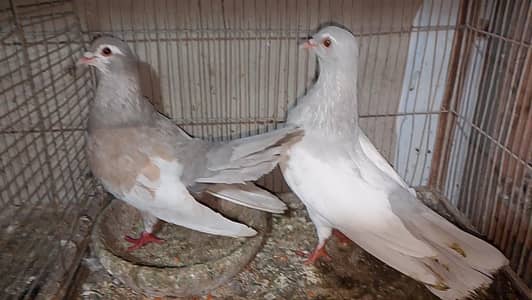 khal - sherazi - karbalai - kabre