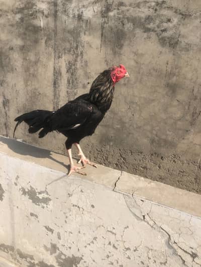 Aseel imported+ lasani cross chiks available