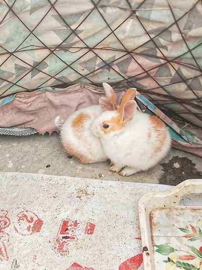 rabbit pair