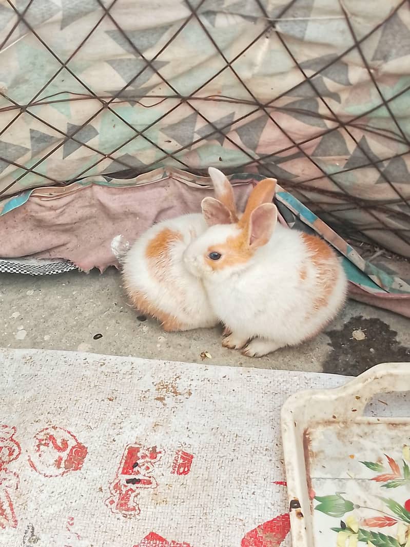 rabbit pair 0