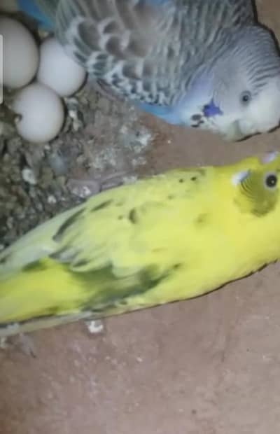 Australian, lovebird, Java pairs