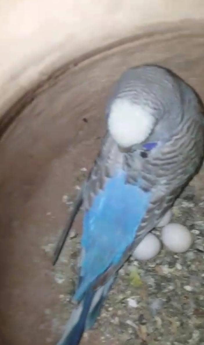 Australian, lovebird, Java pairs 1