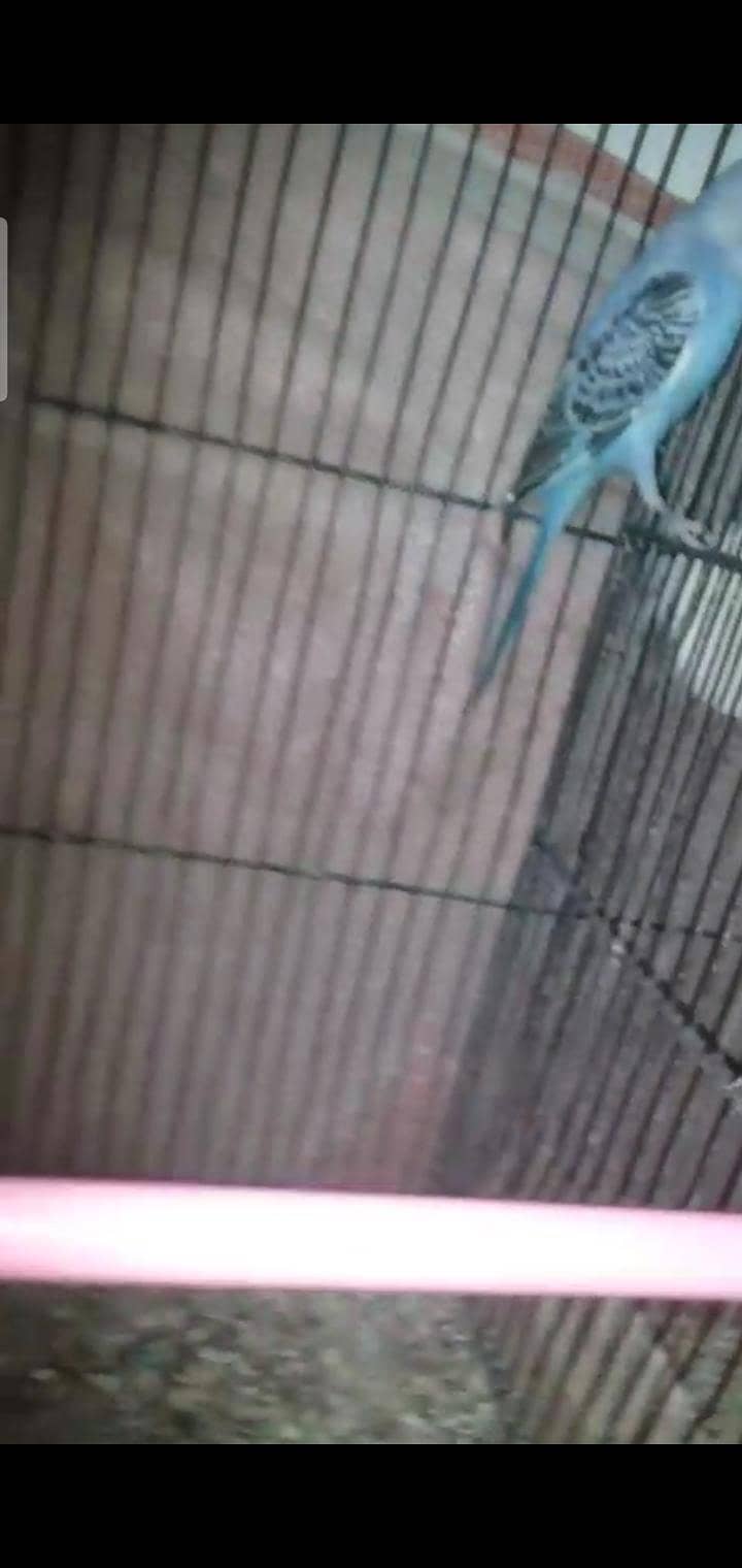 Australian, lovebird, Java pairs 2