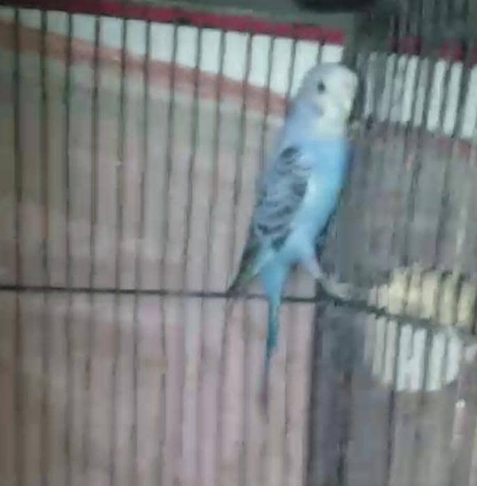 Australian, lovebird, Java pairs 3