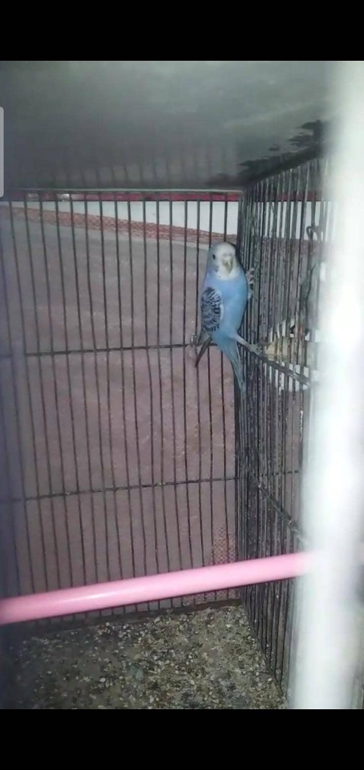 Australian, lovebird, Java pairs 4