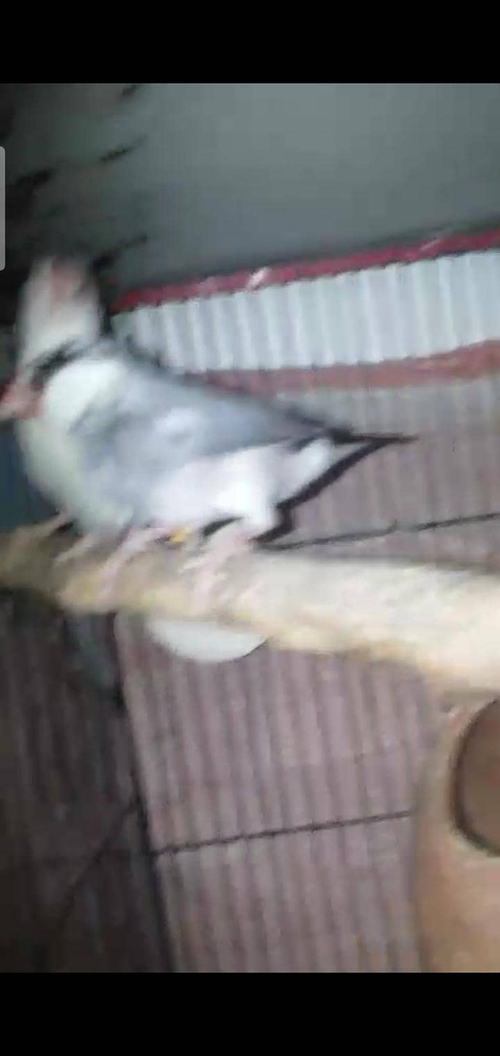 Australian, lovebird, Java pairs 5