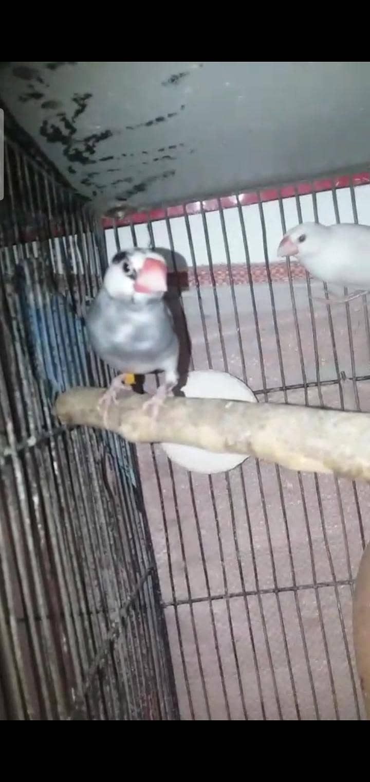 Australian, lovebird, Java pairs 6