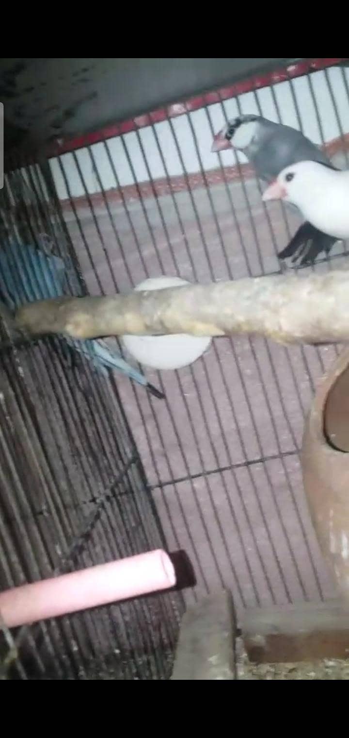 Australian, lovebird, Java pairs 7