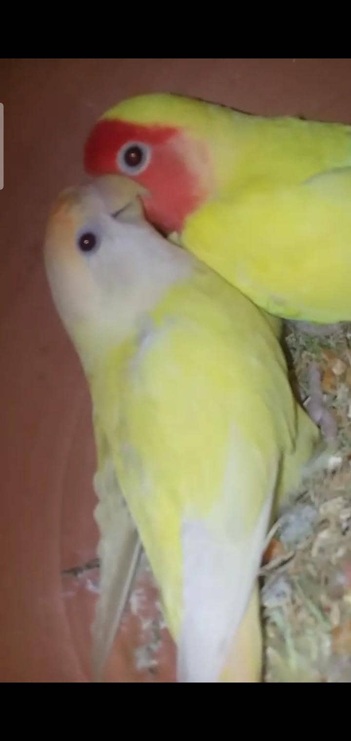 Australian, lovebird, Java pairs 8