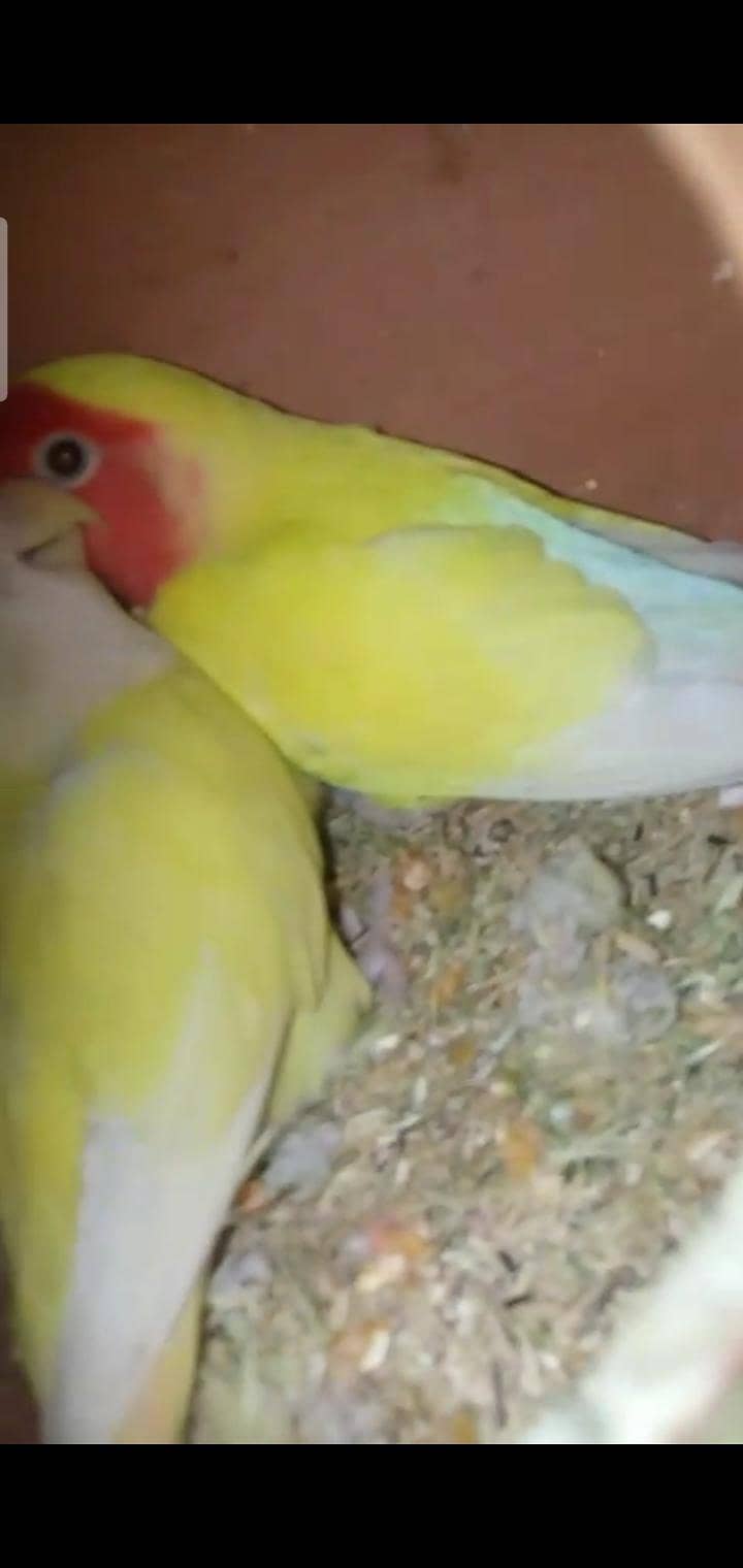 Australian, lovebird, Java pairs 9