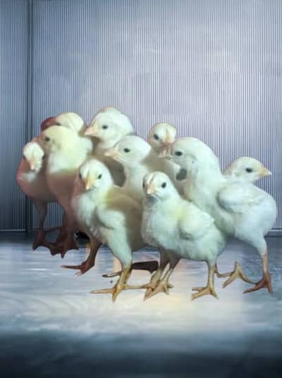 White King O Shamo  Chicks