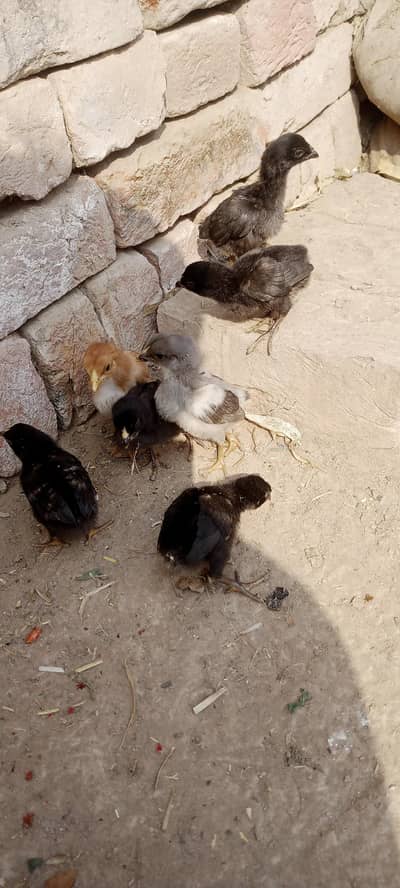 Aseel Chicks For Sale