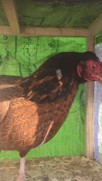 Aseel Sindhi for sale