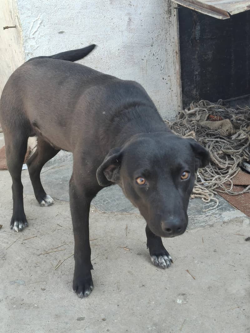 black Labrador 3