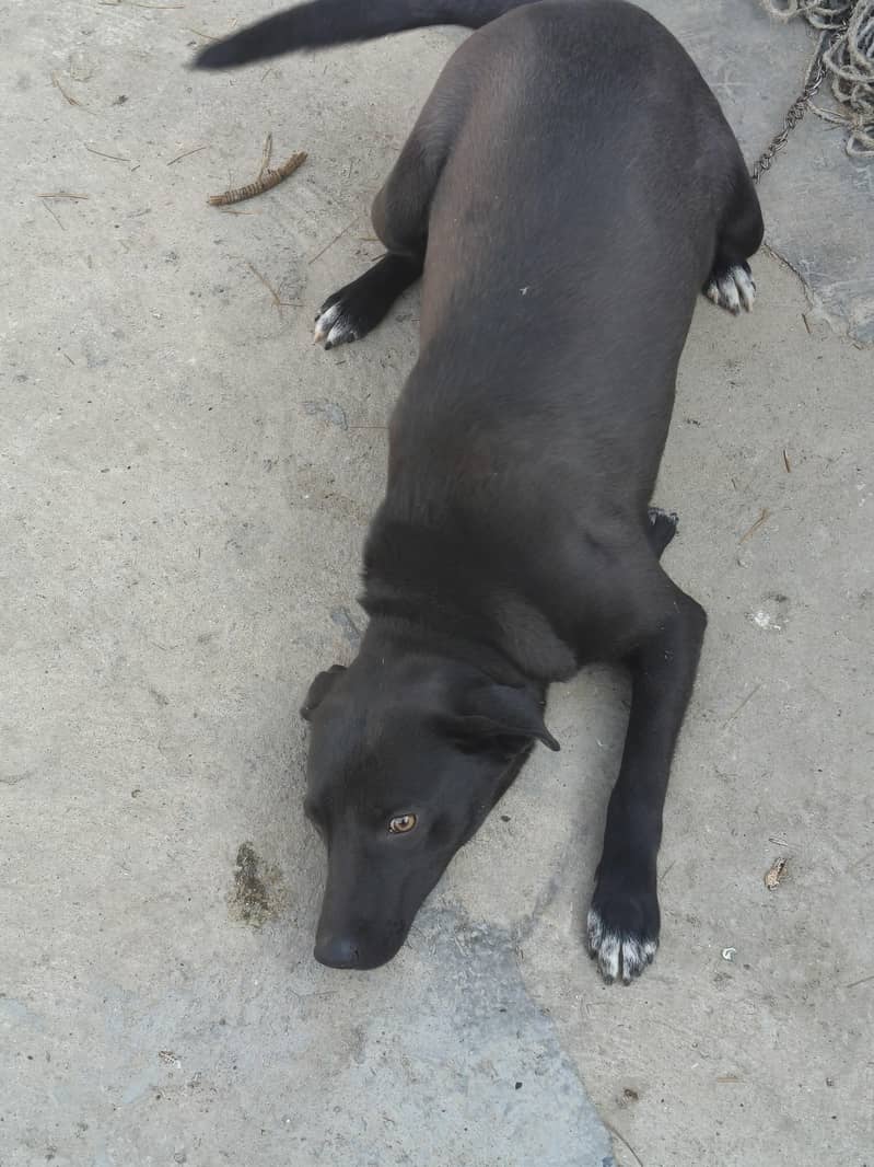 black Labrador 4