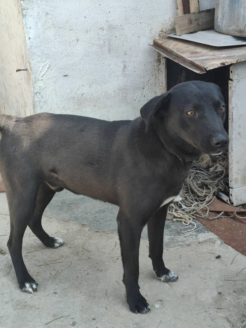 black Labrador 5