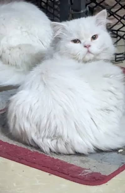 Persian male health and active log cot