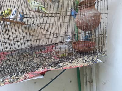 Australian Birds For Sale