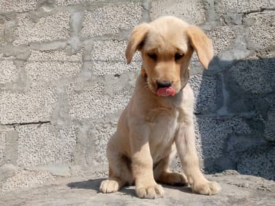 Labrador retriever puppy