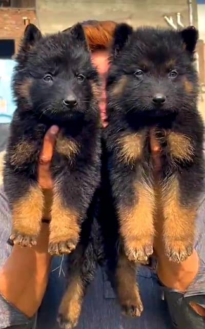 German Shepherd long coat pair Age 2 month for sale