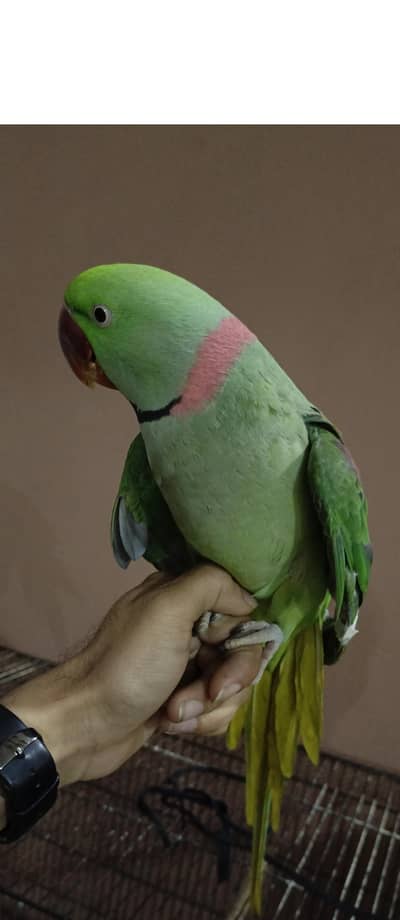 Pure Kashmiri Raw Fully hand tame friendly Breeder Mail