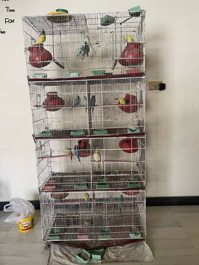 Bajri and cocktail Parrots with cage for sale