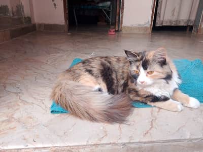 Cute & Healthy Kitten for Sale