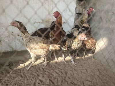 pure aseel male female for sale