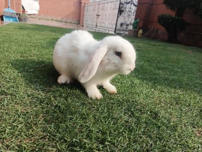Holland lop male