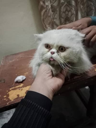 extreme punch face male cat