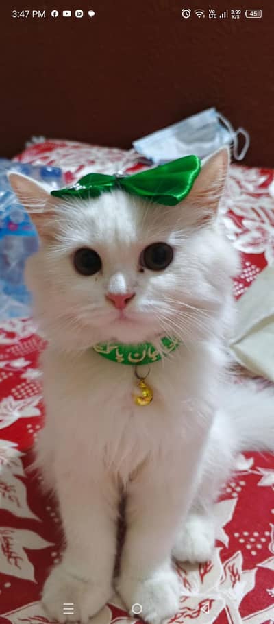 PERSIAN KITTEN DUOBLE COATEDFOR SAKE WITH ALL ACESSORIES
