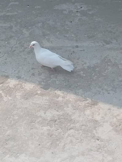 kabuter for sale 250 par head