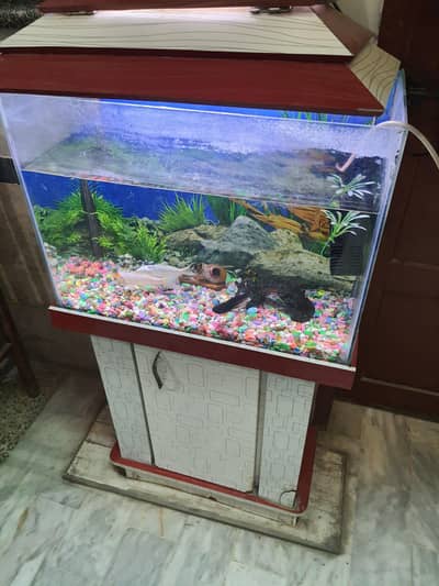 Fish Aquarium 2.5 feet With fishes