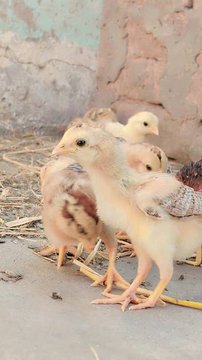Aseel chicks