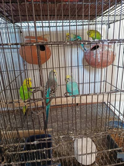 Budgies Parrots available for Sale