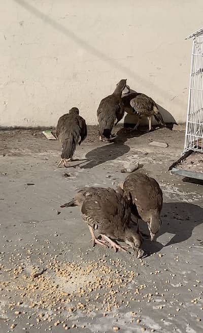 Irani Chand Chakoor Available