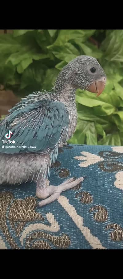 blue ringneck red colar lorry yellow sided conore kashmiri African