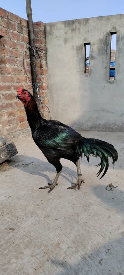 pure burmi aseel murgha murgiyan