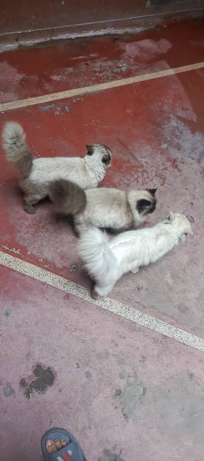 Beautiful Himaliyan Cats for Sale 1 Male White and 2 Females