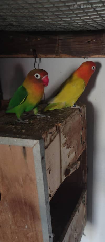 Pall fellow opline and fisher lovebird