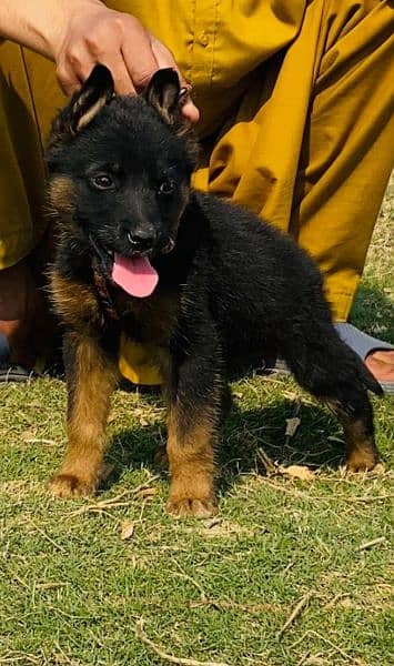German shepherd Dubal cout female 2 15 day for sale
