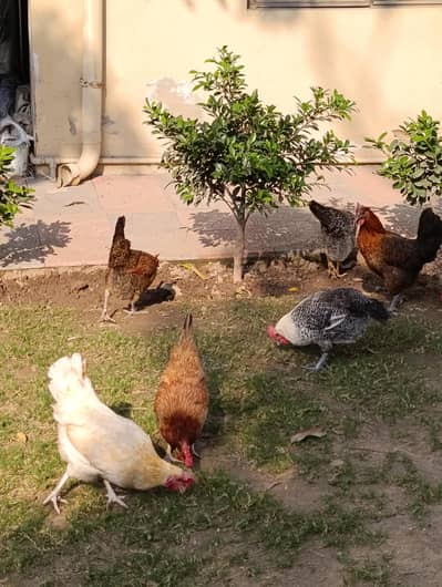 13 murgian 1 murga healthy active SB eggs de Rae daily vaccinated Ghar