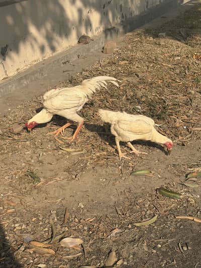 White king oo shamo pair