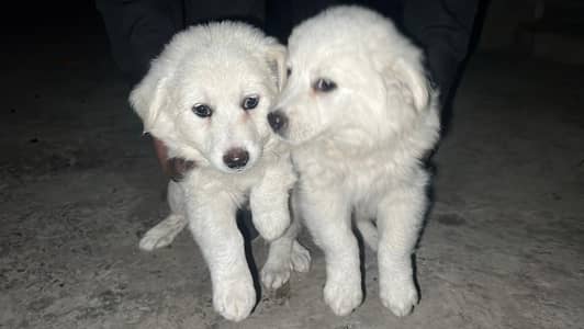 russain pista total white