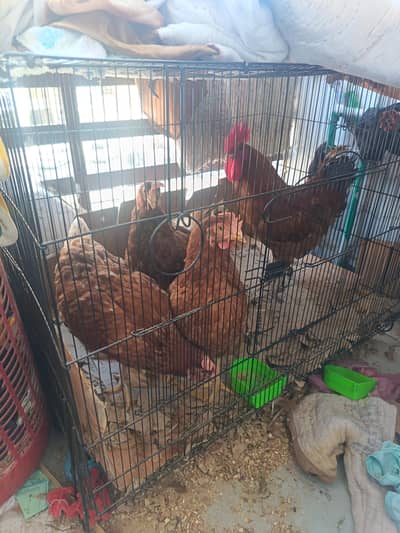 3 lohman brown murghi 1 murgha