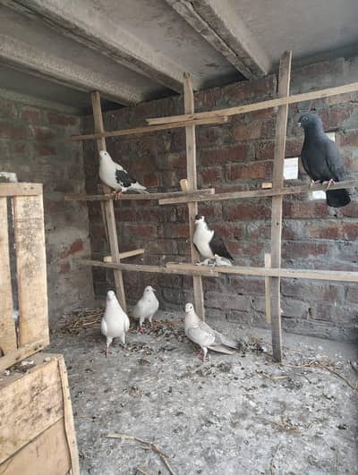 Healthy and Active Pairs